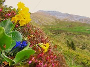 Capanna 2000 ad anello da Alpe Arera, festa di fiori-13magg26- FOTOGALLERY